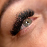 6D Flat Pro Made Fans - Camellia - False Eyelashes - LashBase Limited